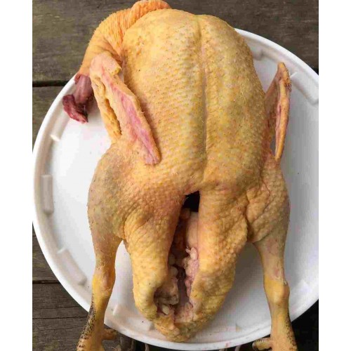 PEKİN ÖRDEĞİ 1 ADET
